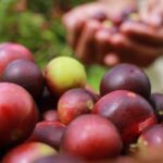 Camu-camu fruta exótica