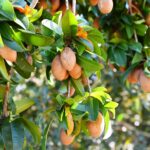 sapoti - fruta nativa