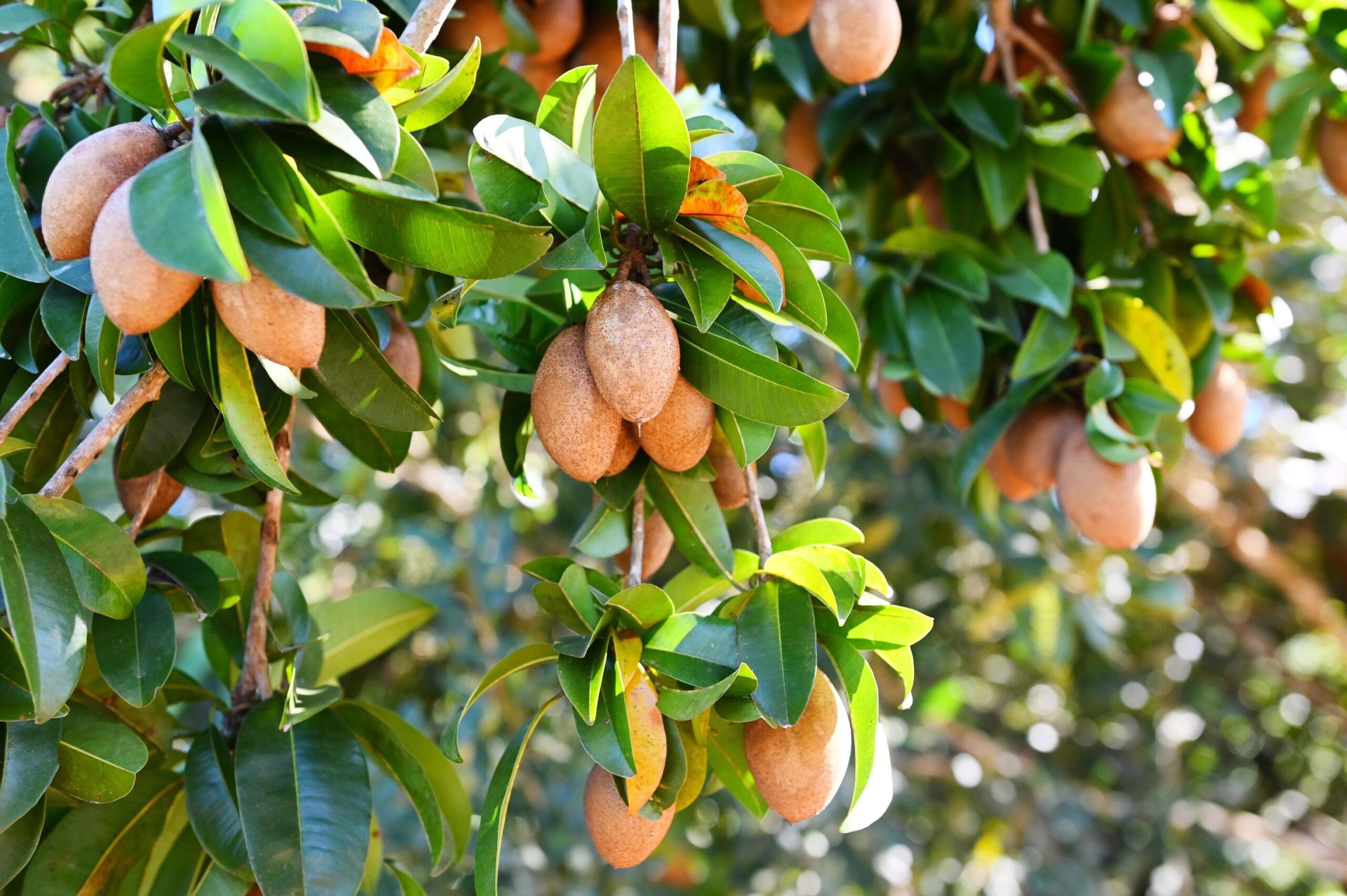 sapoti - fruta nativa