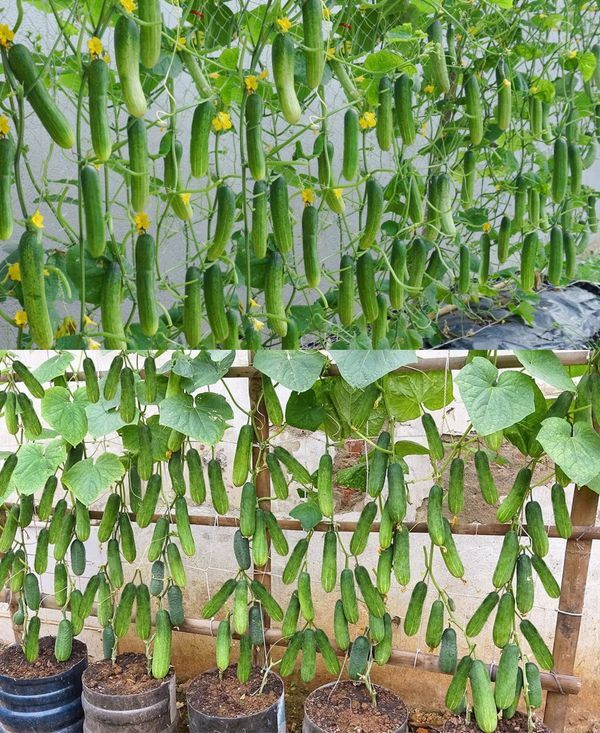 plantar pepino em casa