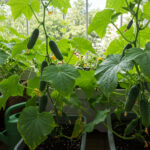 cultivo de pepino na varanda