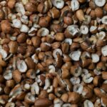 licuri - Fruta nativa