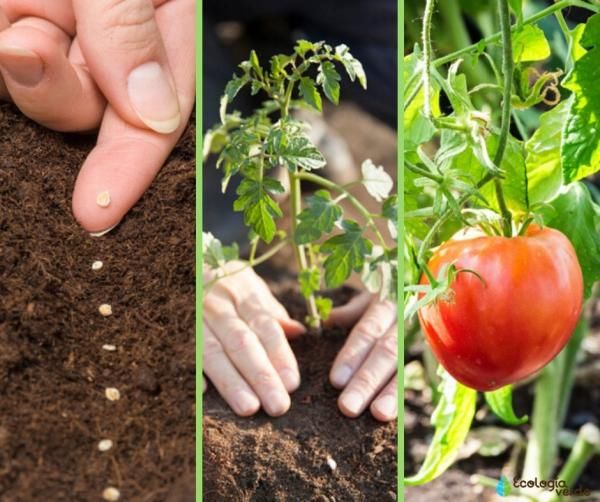 Plantar tomate em casa