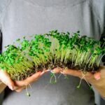 plantar chia em casa
