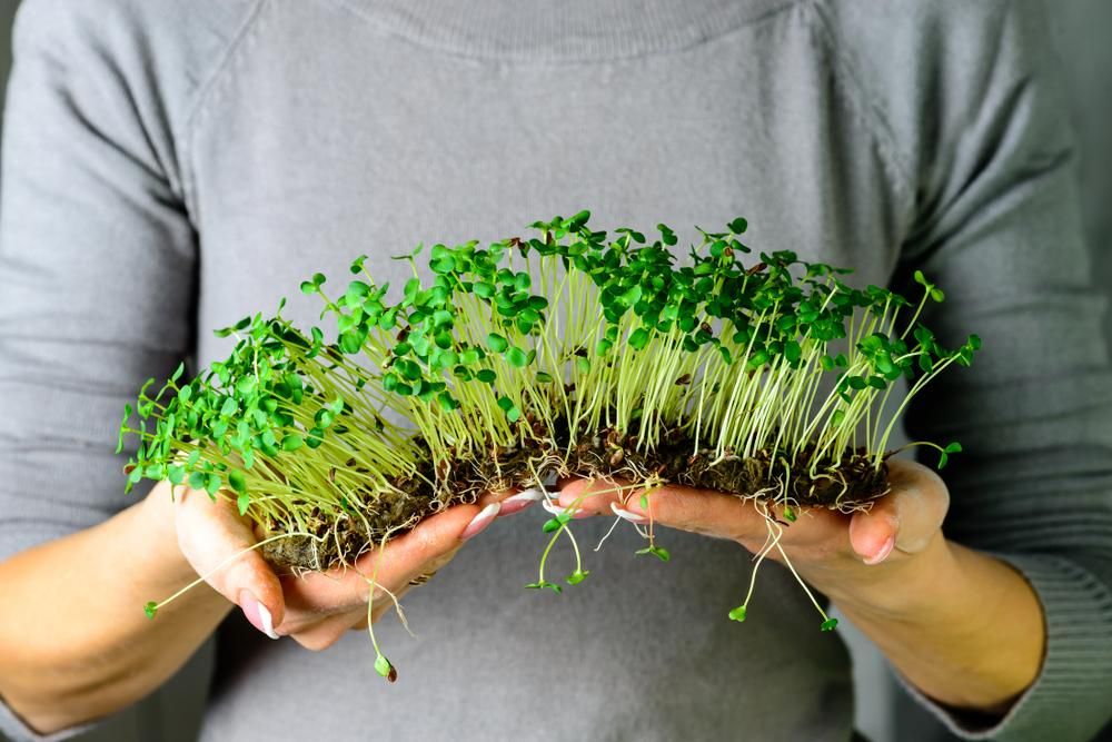 plantar chia em casa