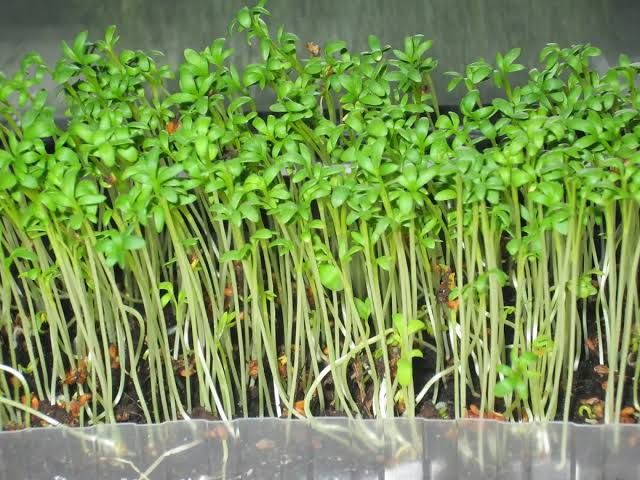 plantar lentilha em casa