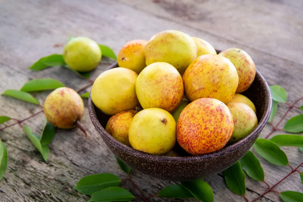 mangaba - fruta nativa
