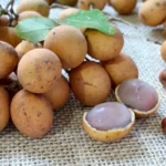 pitomba - fruta nativa