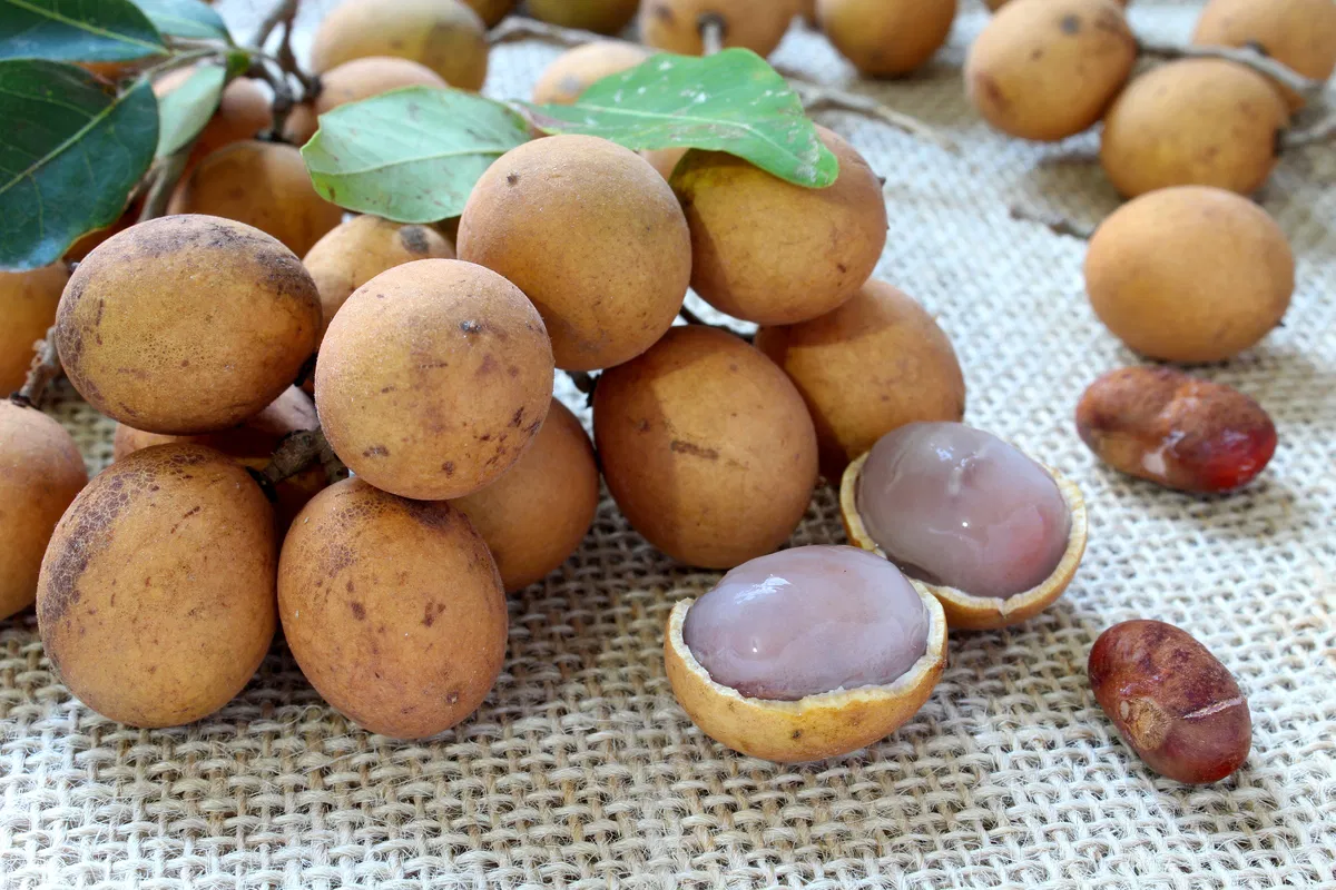 pitomba - fruta nativa