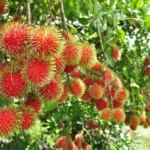 Rabutam - fruta exótica