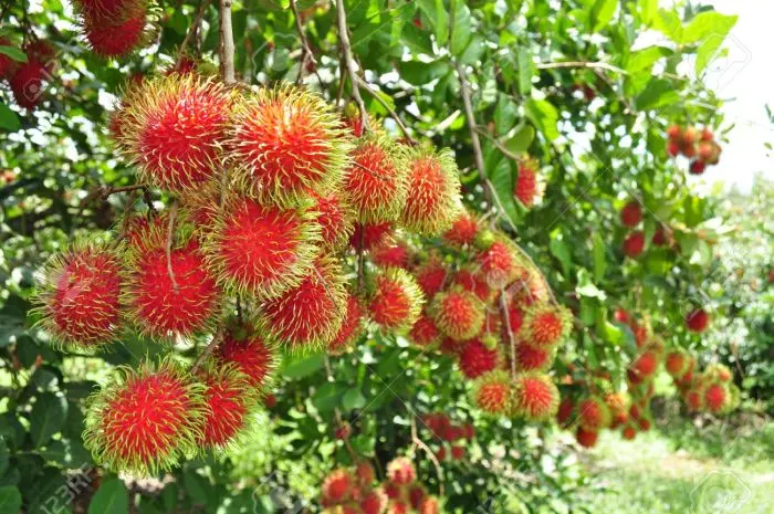 Rabutam - fruta exótica