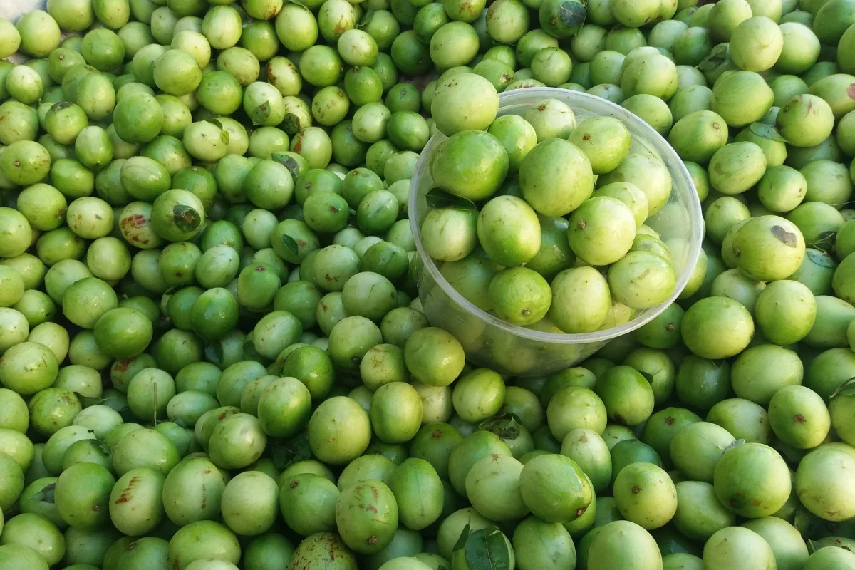 umbu - planta nativa